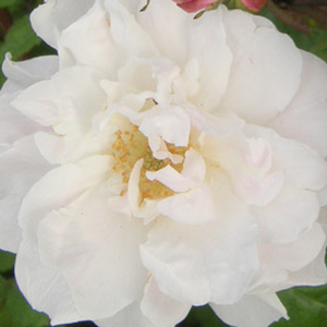 Онлайн магазин за рози - Стари рози-Kарнавални и тромпетни рози - бял - Pоза Венустра Пендула - дискретен аромат - - - Златисто-жълти тичинки,в открито състояние на цъвтене.